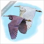 Pacific Reef Herons stock art drawing