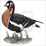Red-Breasted Goose drawing