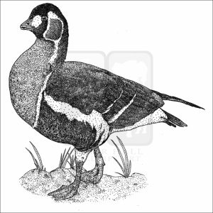 Red-Breasted Goose black and white drawing