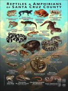 Reptiles & amphibians of Santa Cruz County poster