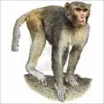 Rhesus Macaque drawing