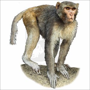Rhesus Macaque drawing