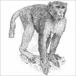 Rhesus Macaque black and white drawing