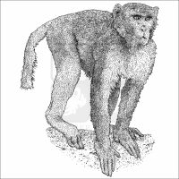 Rhesus Macaque black and white drawing