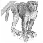 Rhesus Macaque black and white stock drawing