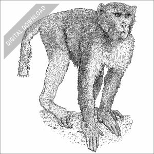 Rhesus Macaque black and white stock drawing