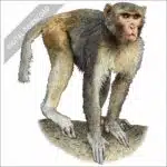 Rhesus Macaque stock art drawing