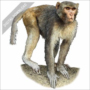 Rhesus Macaque stock art drawing