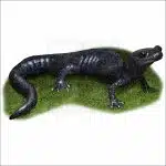 Santa Cruz Black Salamander illustration