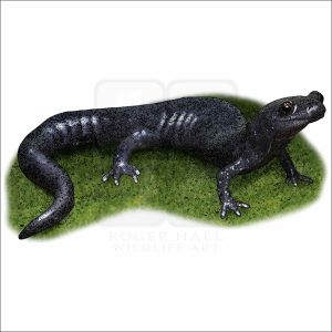 Santa Cruz Black Salamander illustration