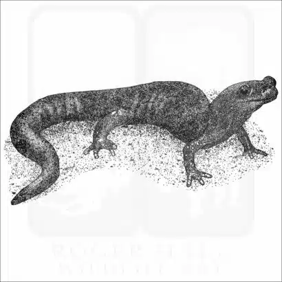 Santa Cruz Black Salamander black and white drawing