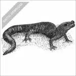 Santa Cruz Black Salamander black and white stock drawing