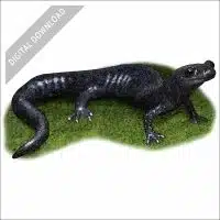 Santa Cruz Black Salamander stock art drawing