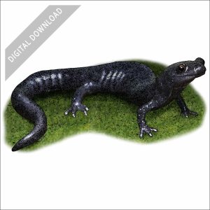 Santa Cruz Black Salamander stock art drawing