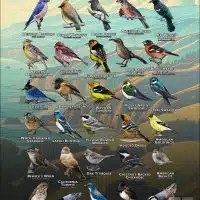 Songbirds of Santa Cruz County, California poster print