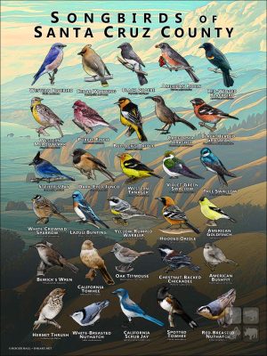 Songbirds of Santa Cruz County, California poster print