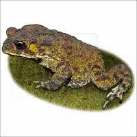 Asian Common Toad illustration