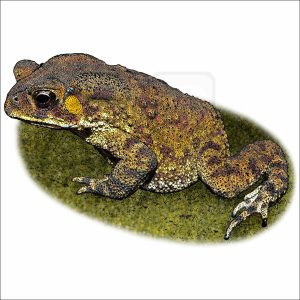 Asian Common Toad illustration