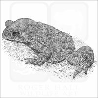 Asian Common Toad black and white drawing