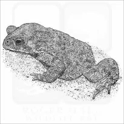 Asian Common Toad black and white drawing