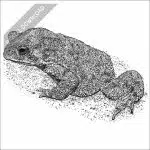 Black and white drawing of an Asian Common Toad