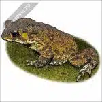 Asian Common Toad stock art drawing