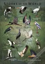 Storks of the World poster print