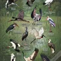 Storks of the World poster print