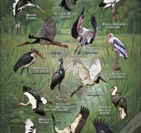 Storks of the World poster print