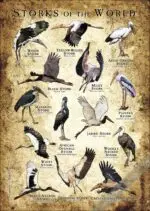 Storks of the World Poster- Wildlife Illustration - Image 2