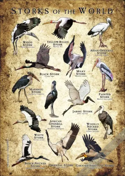 Storks of the World Poster- Wildlife Illustration - Image 2