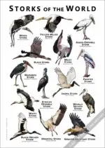 Storks of the World Poster- Wildlife Illustration - Image 3