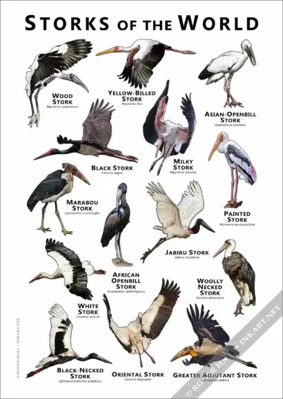 Storks of the World Poster- Wildlife Illustration - Image 3