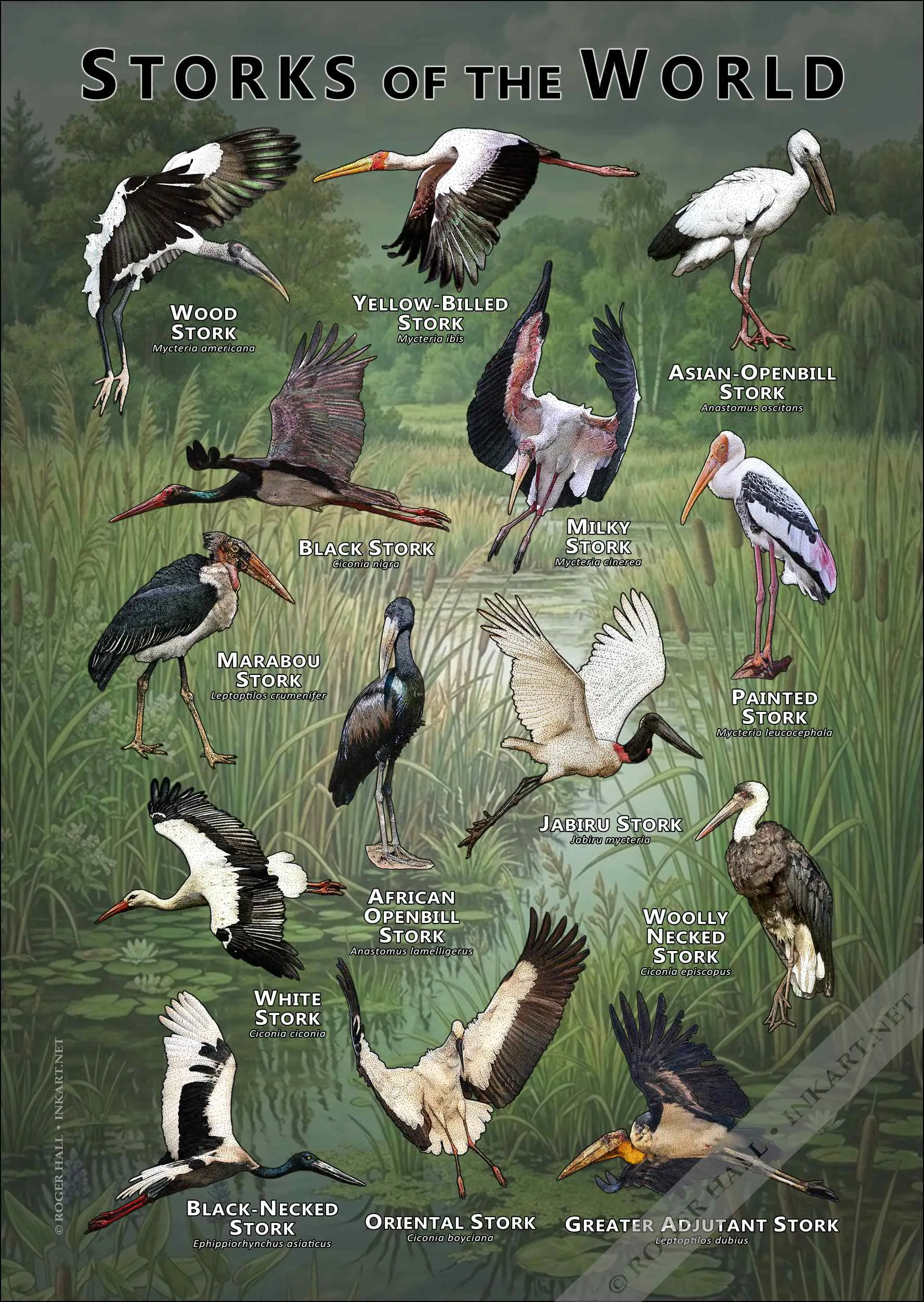 Storks of the World Storks of the World poster print