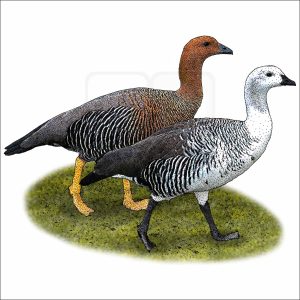 Upland Geese drawing