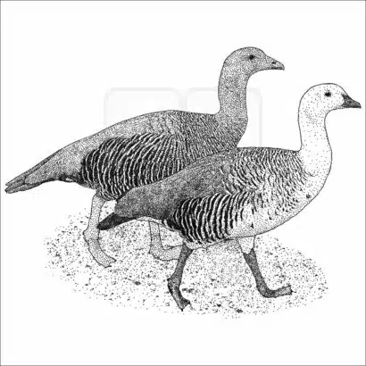 Upland Geese black and white drawing