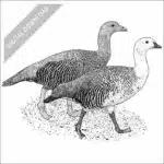 Upland Geese black and white stock drawing