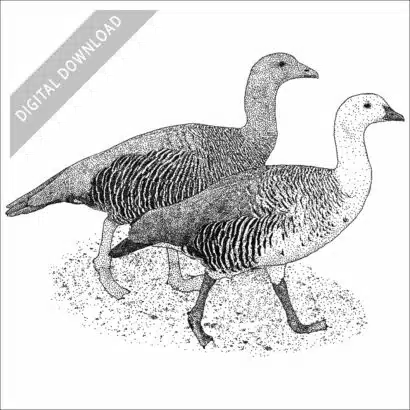 Upland Geese black and white stock drawing