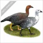 Upland Geese stock art drawing
