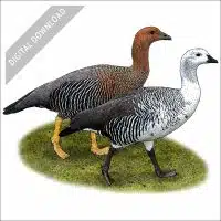 Upland Geese stock art drawing