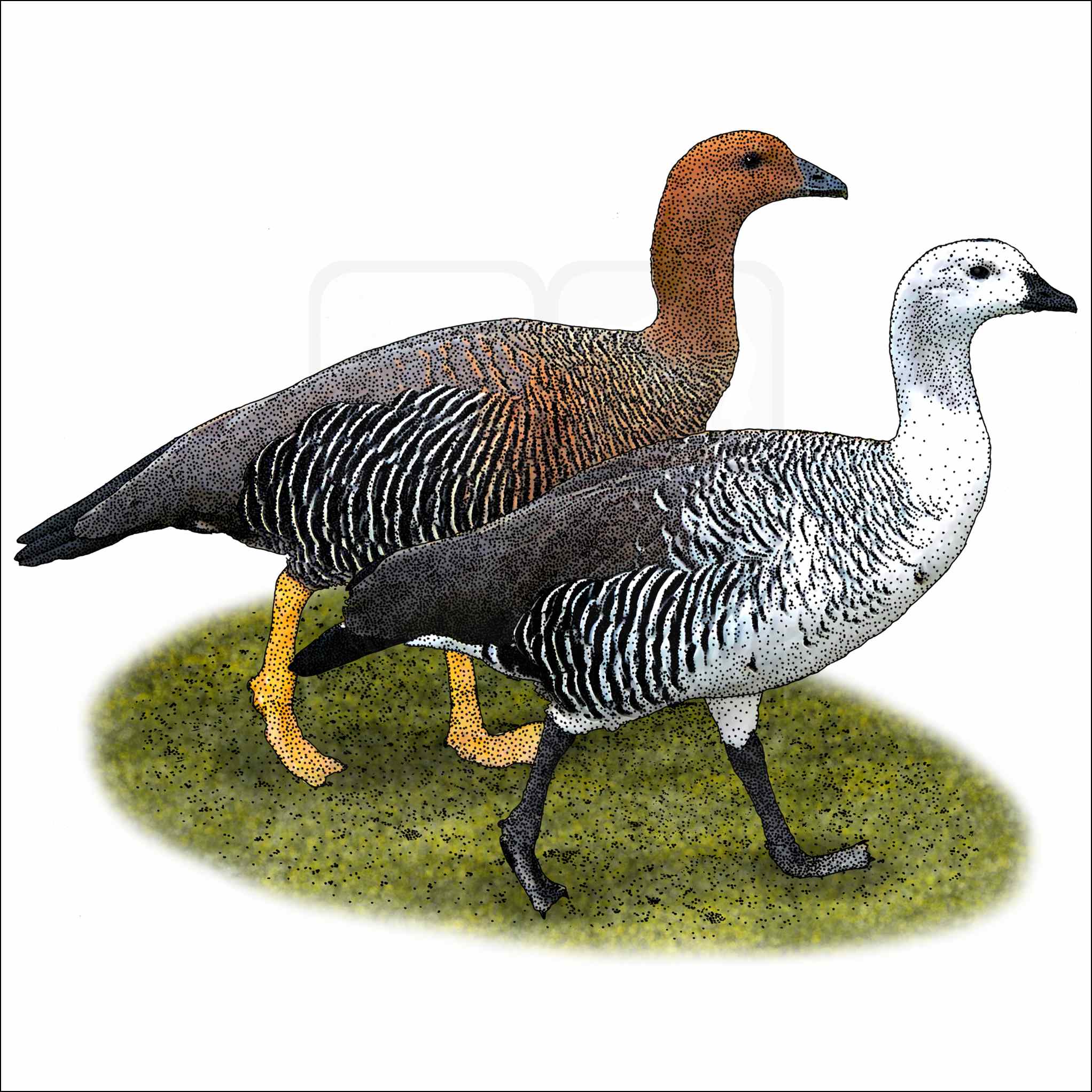 Upland Geese Upland Geese drawing