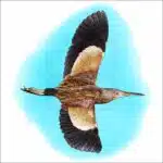 Yellow Bittern drawing