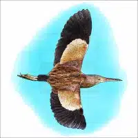 Yellow Bittern drawing