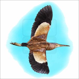 Yellow Bittern drawing