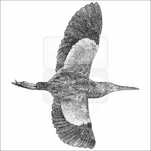 Yellow Bittern black and white drawing