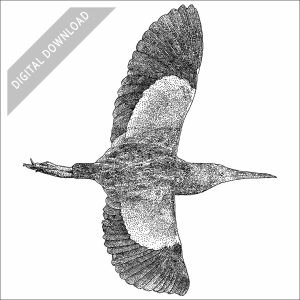 Yellow Bittern black and white stock image