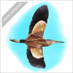 Yellow Bittern stock art drawing