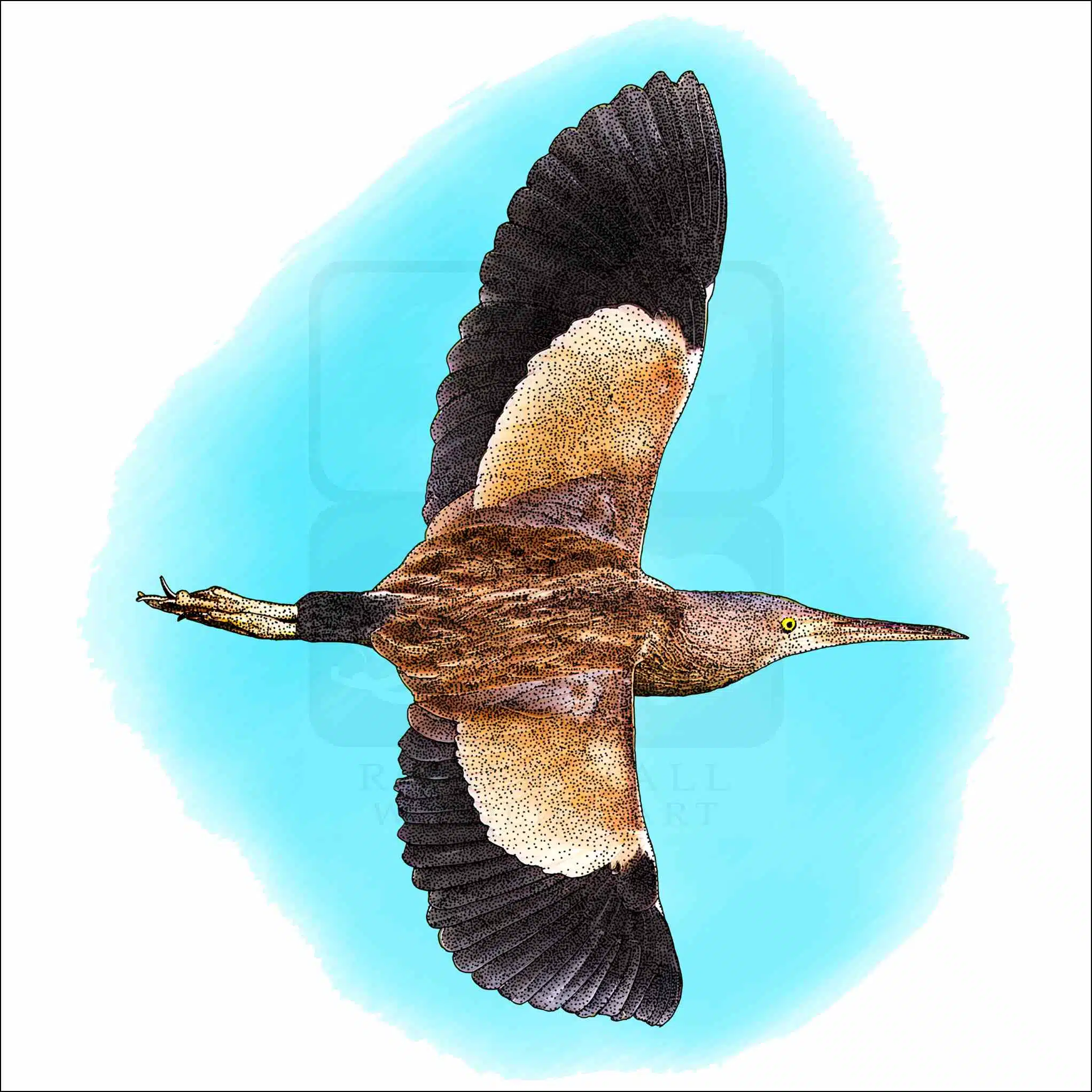 Yellow Bittern Yellow Bittern drawing