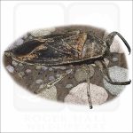 Giant Water Bug illustration