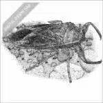 Giant Water Bug black and white stock drawing